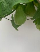 佛手瓜怎么区分公母,它的粘液为什么会让手脱皮?