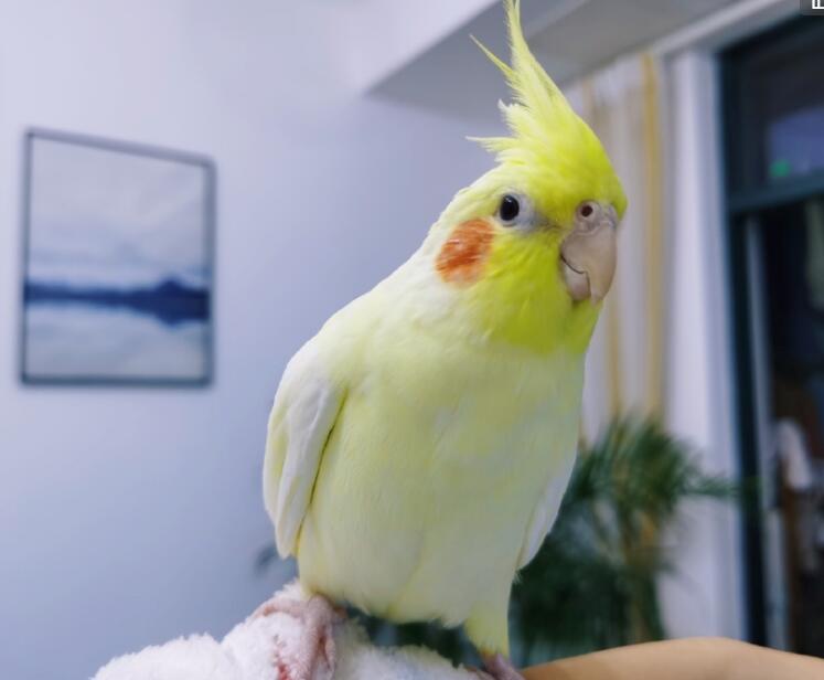 鹦鹉智商排名_鹦鹉品种智商排名前十(3)