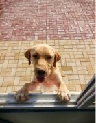 为什么有的人特别招狗咬?狗喜欢咬阴气重的人真假