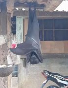 蝙蝠飞到家里是什么预兆,它是老鼠进化变成的吗?