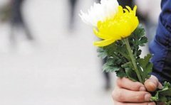 上坟祭奠老人菊花一般几朵,菊花长在坟上好不好?