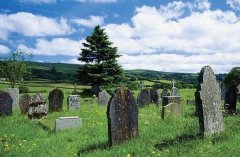 坟上长树意味着什么,坟上种什么树对后代好?