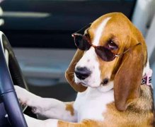 动物成精是指的有人的思维了吗,成精变成人是真的假的?