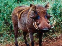 非洲疣猪可以吃吗,非洲疣猪和野猪有哪些区别?