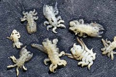 鲸虱能吃吗?鲸虱多了能不能杀死鲸鱼