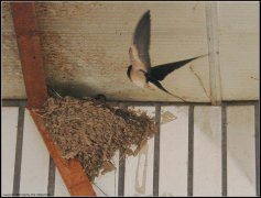 燕子搬家会倒霉真的吗,什么情况下燕子会弃窝?