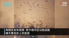 传说乌鸦成群在天上盘旋是什么征兆,乌鸦出现代表什么?