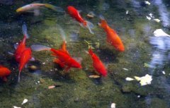 红鲤鱼能吃吗?为什么很少有人吃有什么忌讳吗