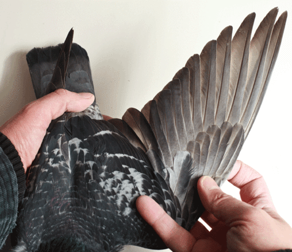 <strong>Ÿֱŷޱ()</strong>